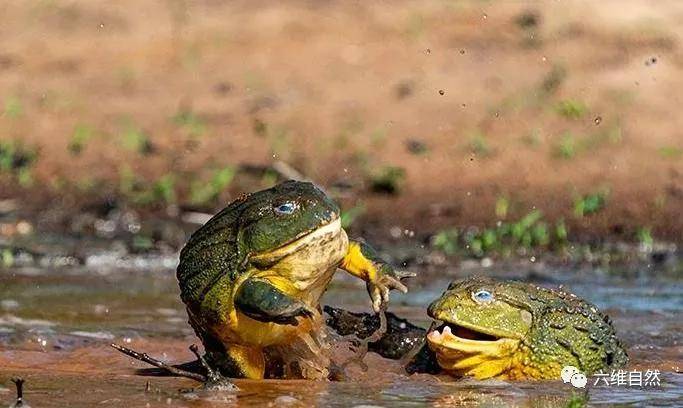 高强对手相互较劲,场面激烈 高强对手相互较劲,场面激烈